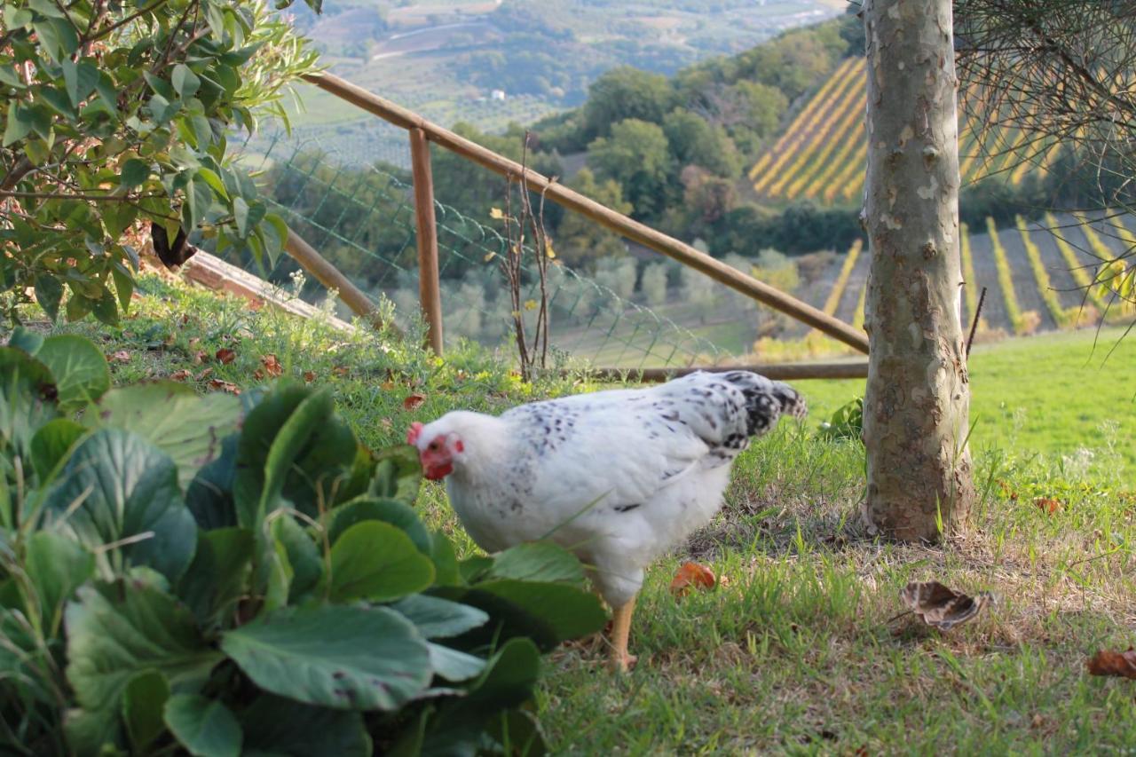Agriturismo Il Poderuccio Castiglione dʼOrcia Exterior foto